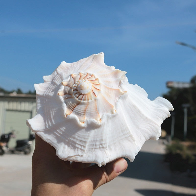 Natural Levonio Snails Transfer To Help Wealth Buddhist Worship