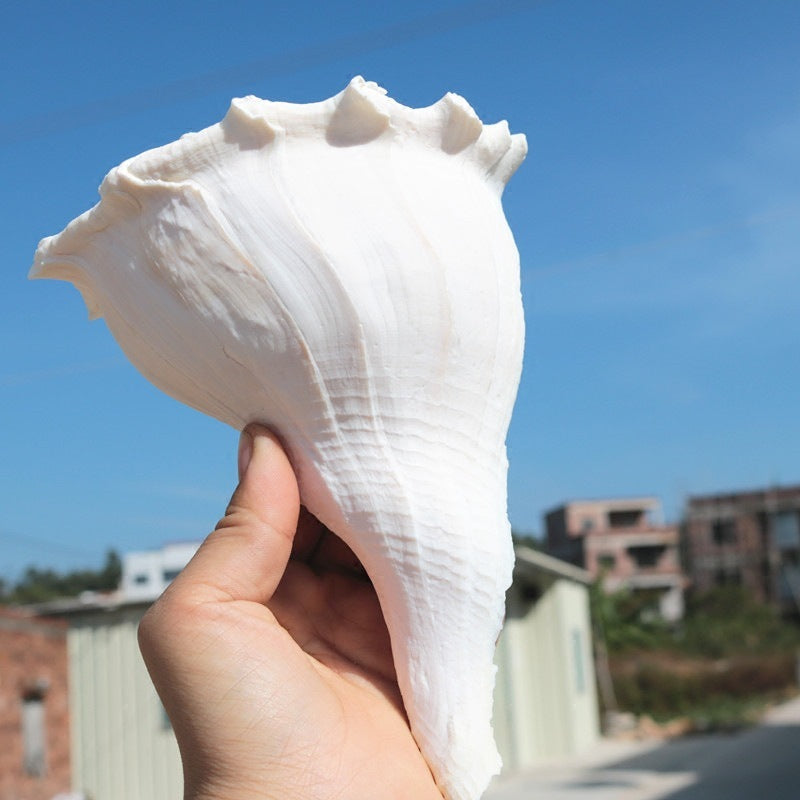 Natural Levonio Snails Transfer To Help Wealth Buddhist Worship