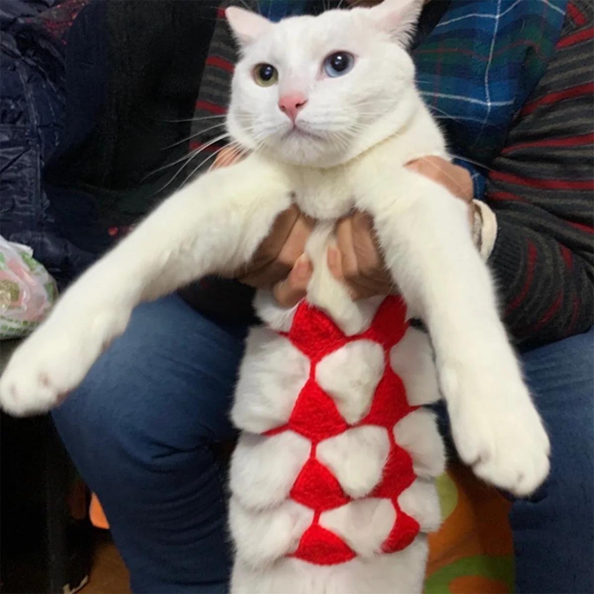 Funny Cat Clothes Cosplay Cat Bikini Sexy Pet Underwear Cat Bra Halloween Dress Pet Bikini Clothing Festival Party Clothing