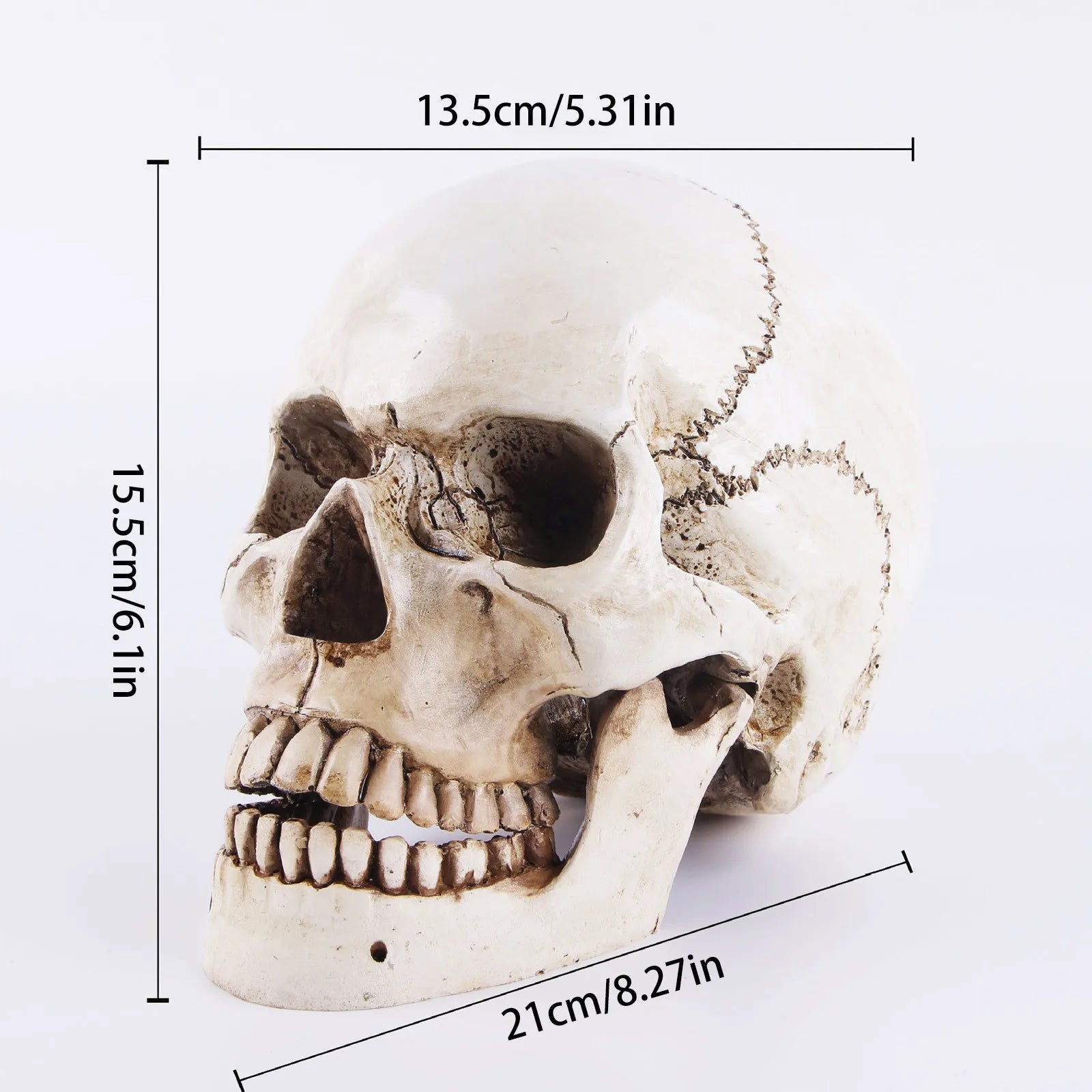 Halloween Human Head Skeleton Resin Life Size Skulls Lifesize Decor Realistic Crafts Decorations Movable Halloween Decorations