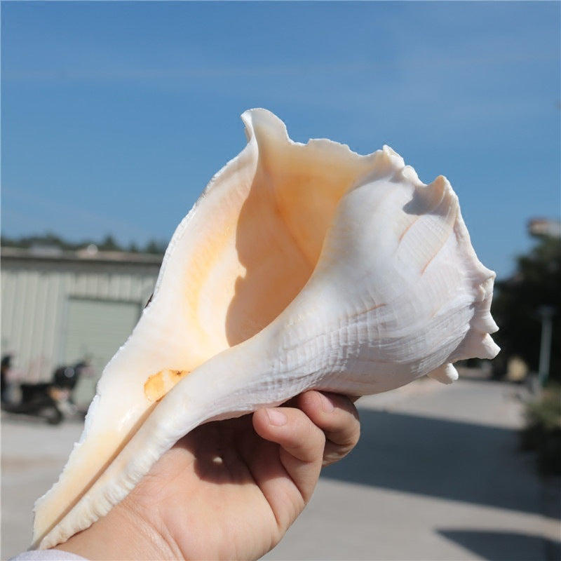 Natural Levonio Snails Transfer To Help Wealth Buddhist Worship