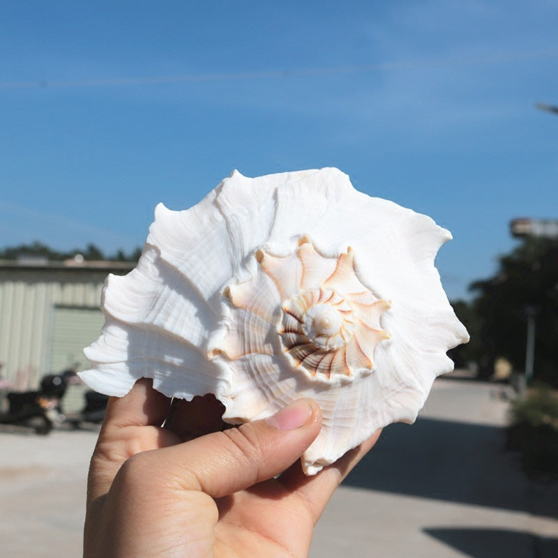 Natural Levonio Snails Transfer To Help Wealth Buddhist Worship